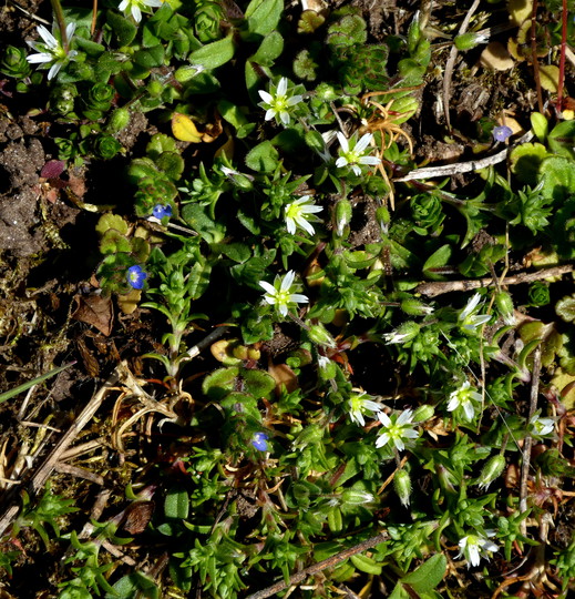 Stellaria media