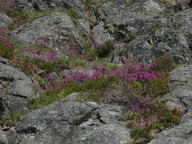 Lychnis viscaria