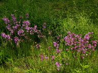 Lychnis viscaria