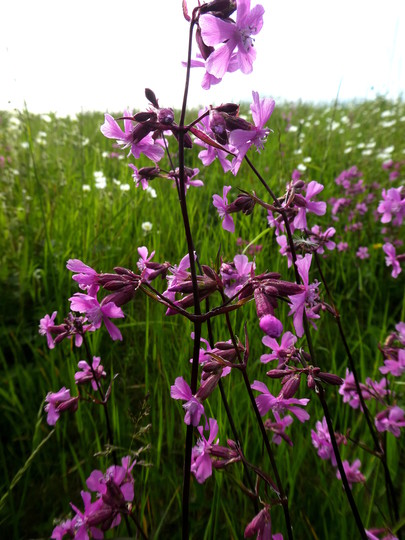 Lychnis viscaria