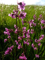 Lychnis viscaria