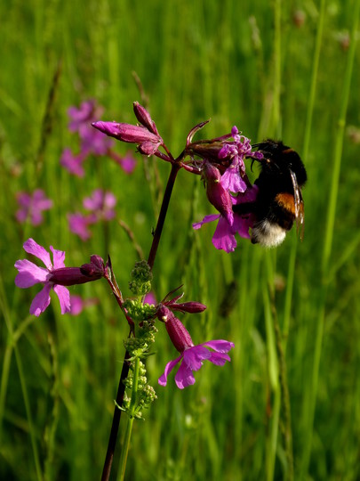 Lychnis viscaria