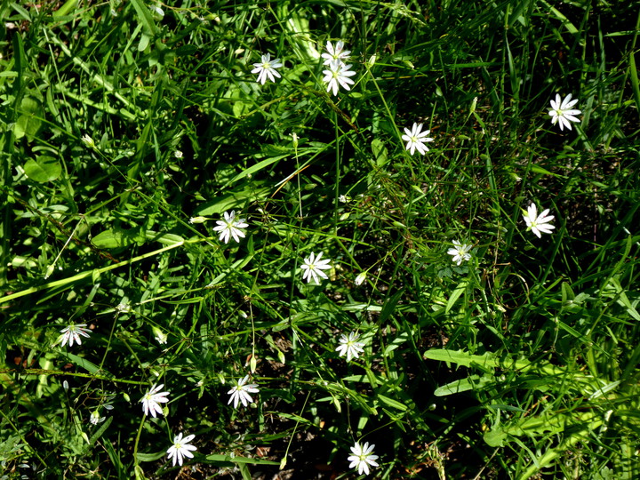 Stellaria holostea