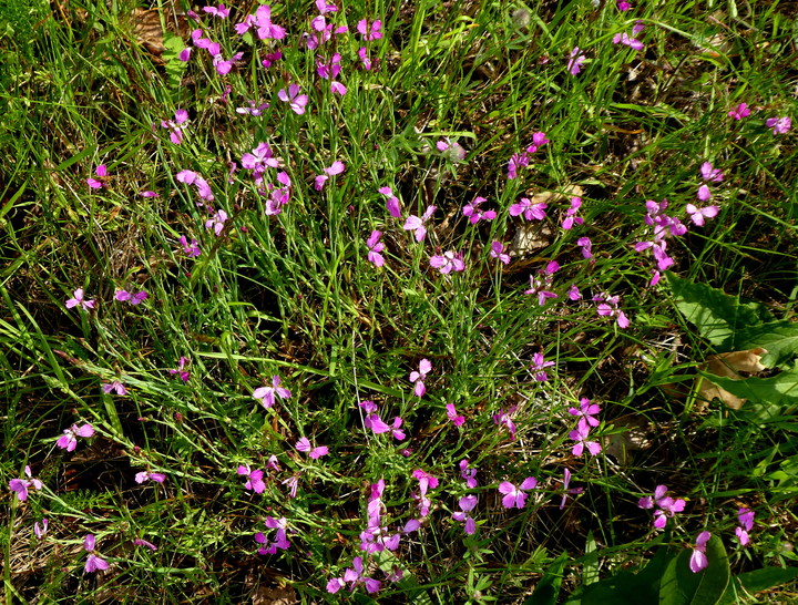 Dianthus deltoides