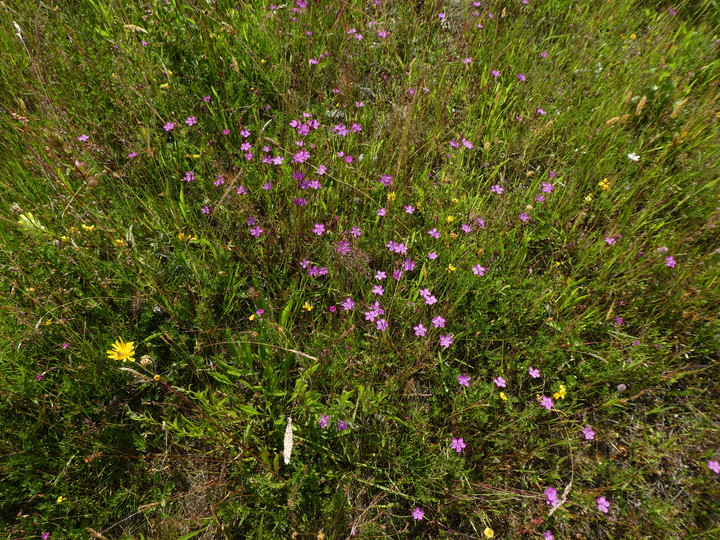 Dianthus deltoides