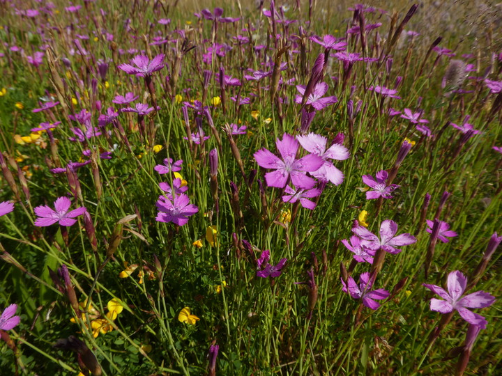 Dianthus deltoides