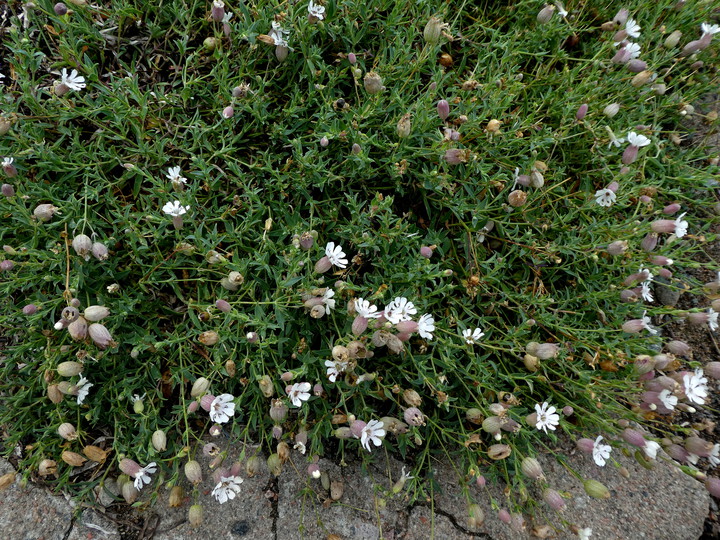 Silene vulgaris ssp. vulgaris