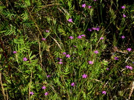 Dianthus armeria