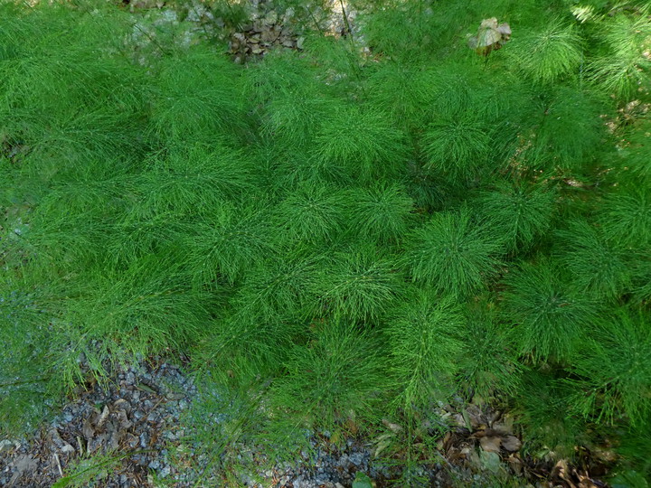 Equisetum sylvaticum