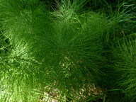 Equisetum sylvaticum