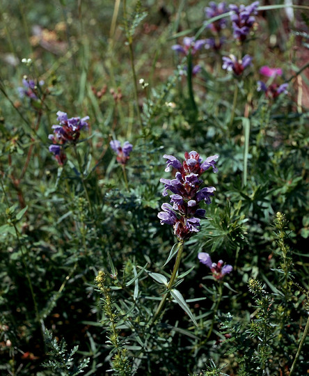 Dracocephalum Ruyschiana