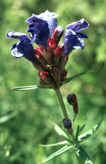 Dracocephalum Ruyschiana