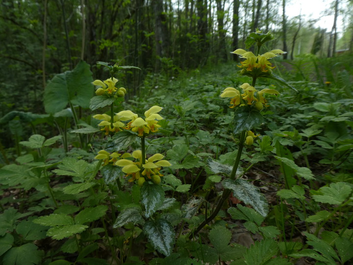 Lamiastrum galeobdolon ssp. argentatum