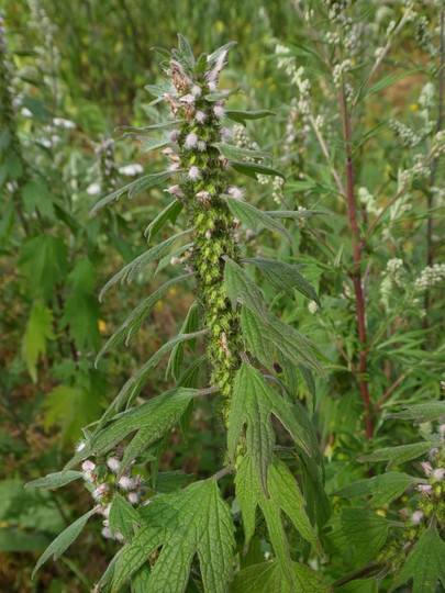 Leonurus cardiaca ssp. cardiaca