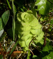 Ajuga pyramidalis