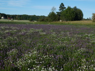 Stachys palustris