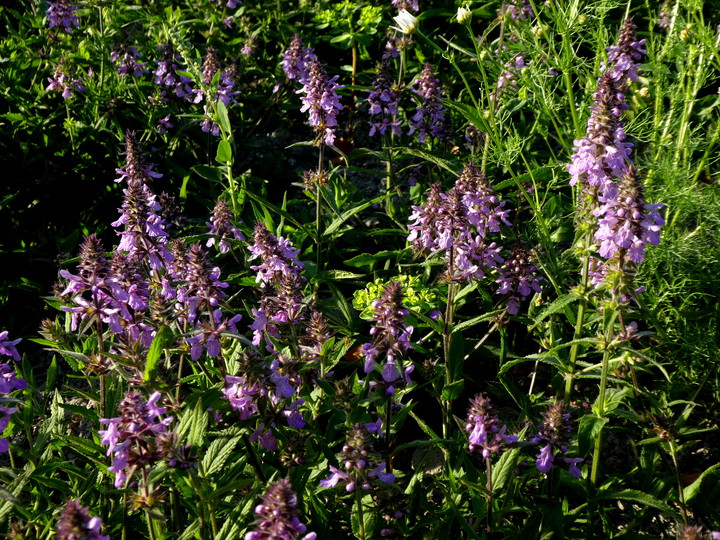 Stachys palustris