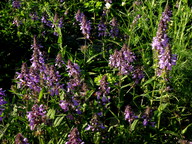 Stachys palustris