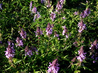 Stachys palustris