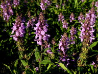 Stachys palustris