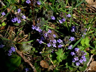 Glechoma hederacea