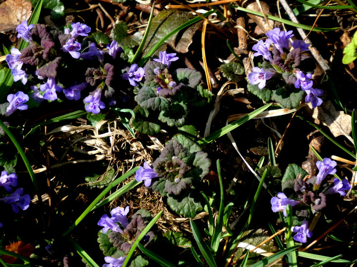 Glechoma hederacea