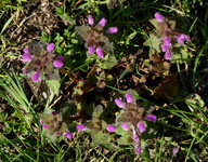 Lamium purpureum