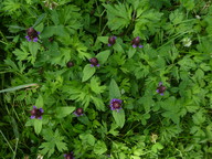 Prunella vulgaris