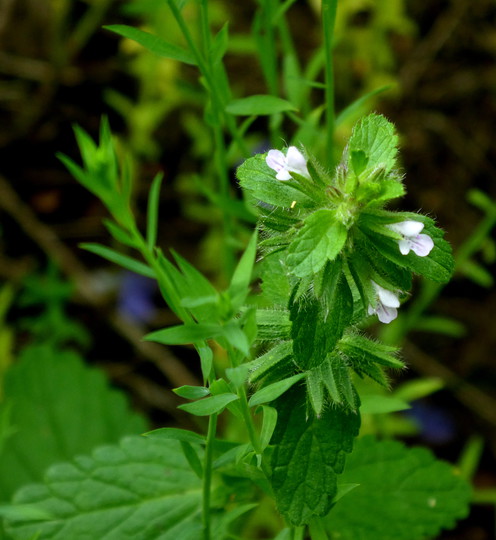 Stachys arvensis