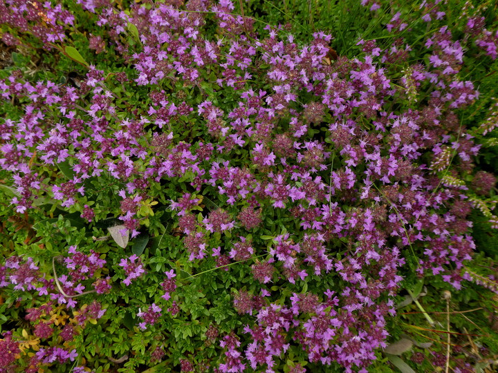 Thymus serpyllum