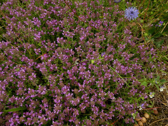 Thymus serpyllum