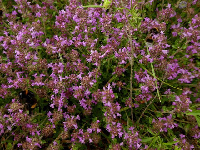 Thymus serpyllum