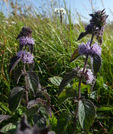 Mentha aquatica