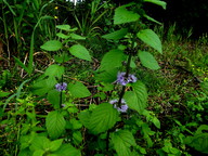 Mentha aquatica x arvensis