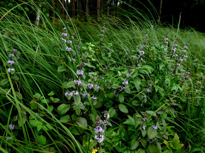 Mentha aquatica x arvensis