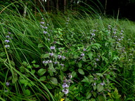 Mentha aquatica x arvensis