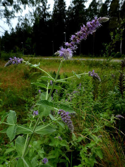 Mentha  piperita