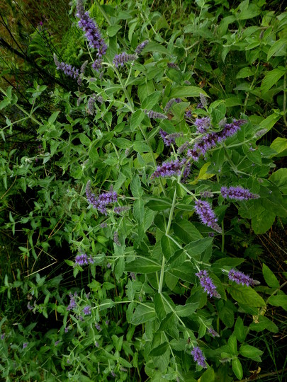 Mentha  piperita