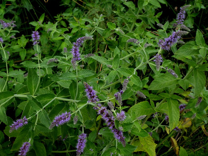 Mentha  piperita