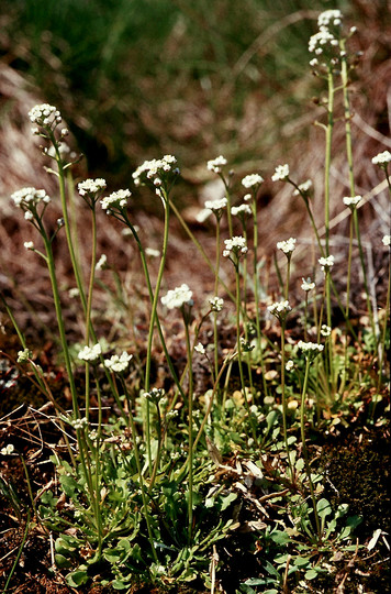 Teesdalia nudicaulis