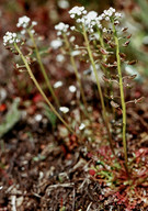 Teesdalia nudicaulis