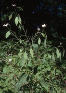 Lunaria rediviva