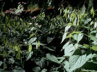 Lunaria rediviva