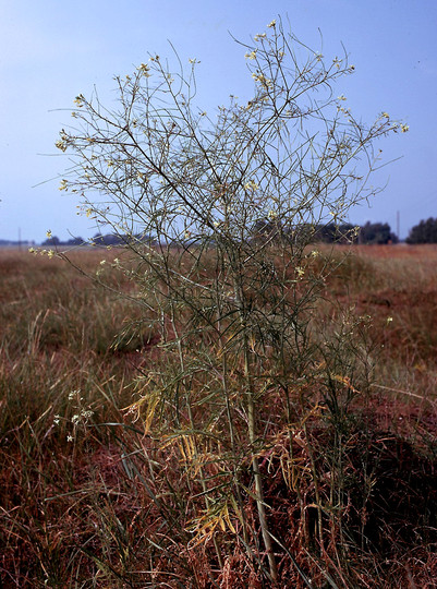 Sisymbrium loeselii