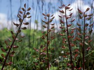 Teesdalia nudicaulis