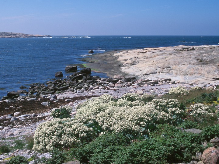 Crambe maritima