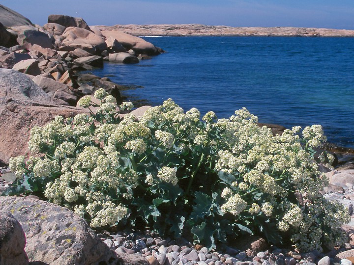 Crambe maritima