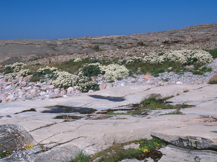 Crambe maritima