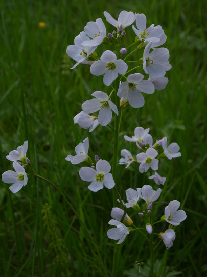 Cardamine pratensis