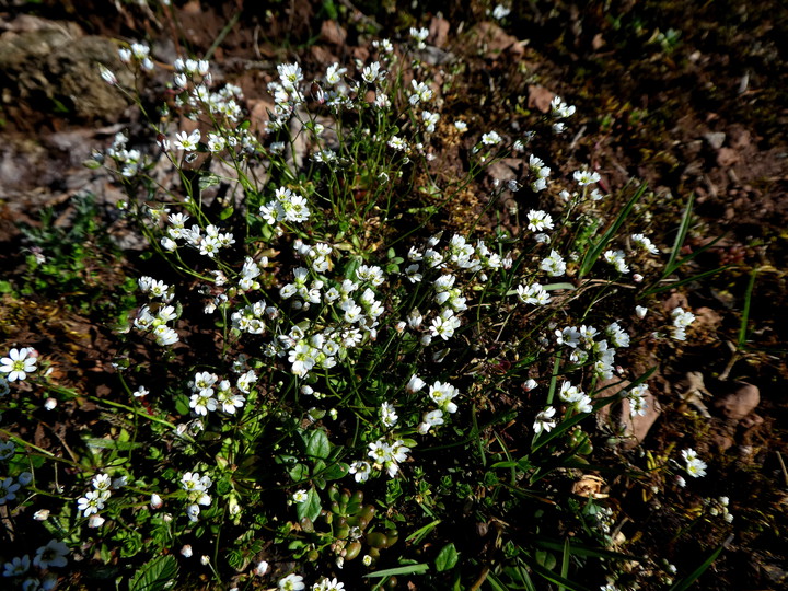 Draba verna